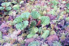 Gunnera petaloidea