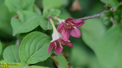 Weigela