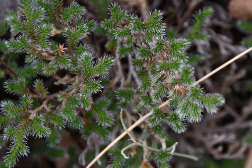 Rockloving spikemoss (Selaginella rupincola)