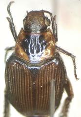 Strigoderma sulcipennis