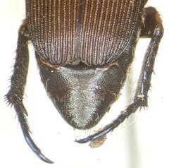 Strigoderma sulcipennis