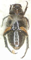 Strigoderma sulcipennis