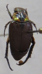 Strigoderma sulcipennis