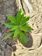 Magnoliopsida