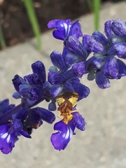 Phymata americana americana