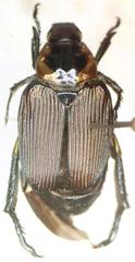 Strigoderma sulcipennis