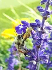 Phymata americana americana