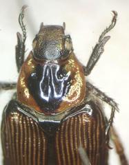 Strigoderma sulcipennis
