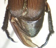 Strigoderma sulcipennis
