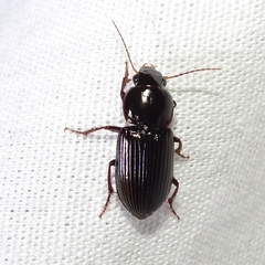 Harpalina