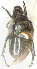 Strigoderma sulcipennis