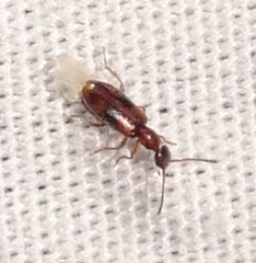 Vacusus vicinus