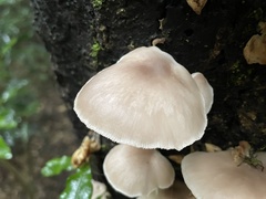Pleurotus cystidiosus