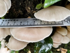 Pleurotus cystidiosus