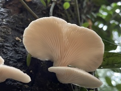 Pleurotus cystidiosus