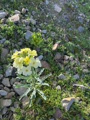 Erysimum franciscanum