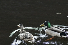 Anas platyrhynchos