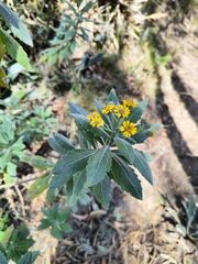 Asteroideae