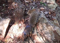 Notocitellus annulatus