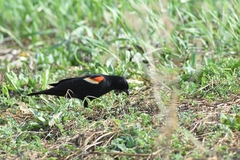 Agelaius phoeniceus