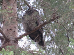 Bubo virginianus