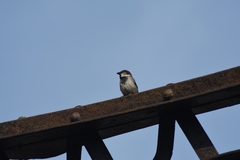 Passer domesticus