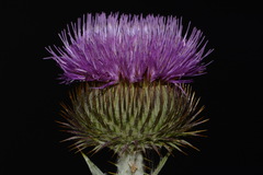 Onopordum acanthium acanthium