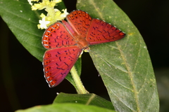 Metacharis ptolomaeus