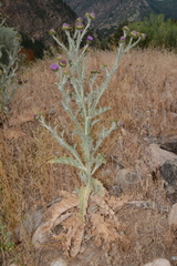 Onopordum acanthium acanthium