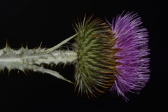 Onopordum acanthium acanthium