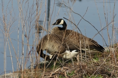 Branta canadensis