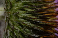 Onopordum acanthium acanthium