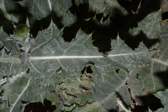 Onopordum acanthium acanthium