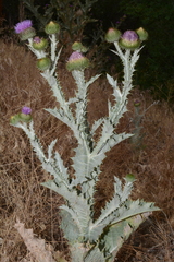 Onopordum acanthium acanthium