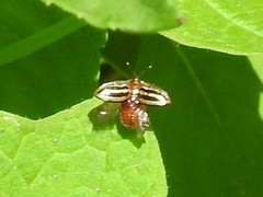 Agroiconota bivittata