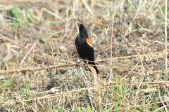 Agelaius phoeniceus