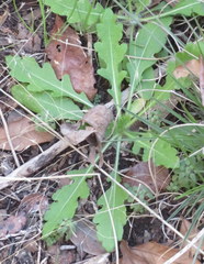 Engelmannia peristenia