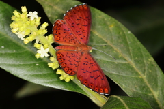 Metacharis ptolomaeus