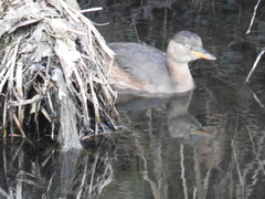 Tachybaptus ruficollis