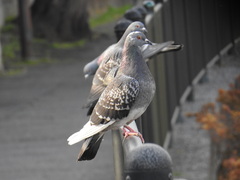 Columba livia domestica