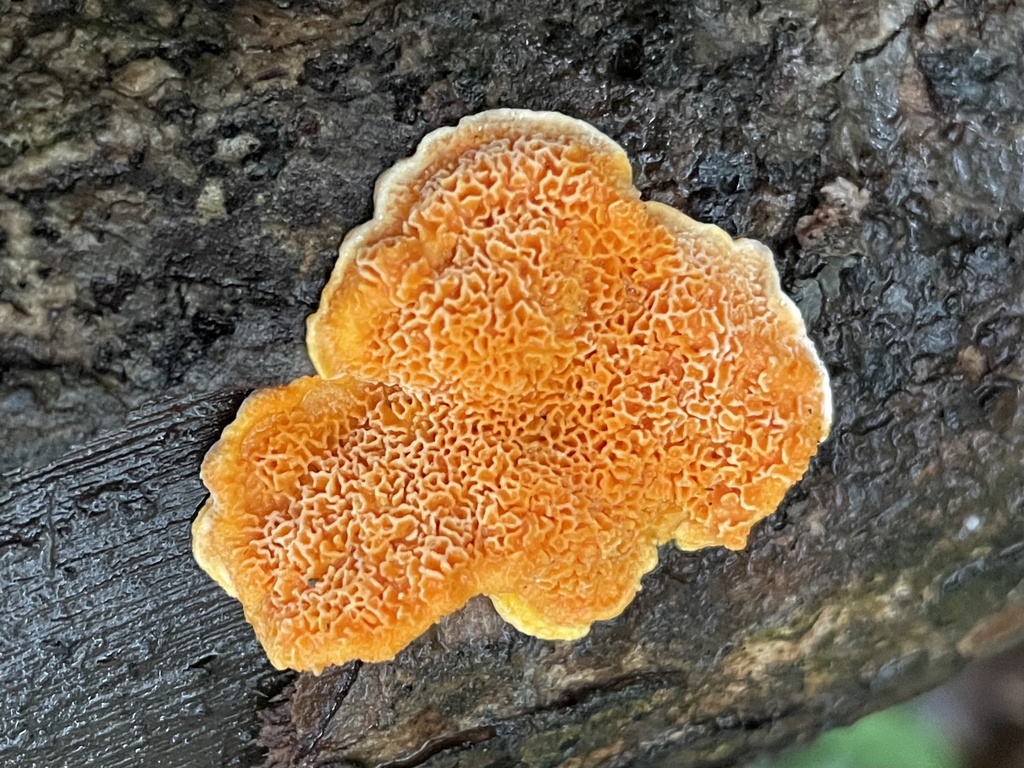 Phlebiopsis castanea