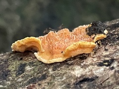 Phlebiopsis castanea