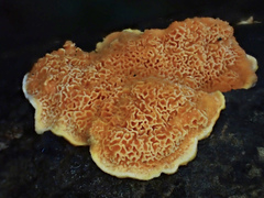 Phlebiopsis castanea