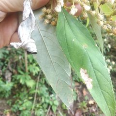 Sinclairia sublobata