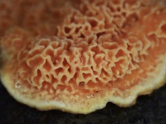 Phlebiopsis castanea