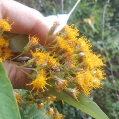 Sinclairia sublobata