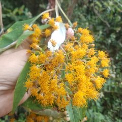 Sinclairia sublobata