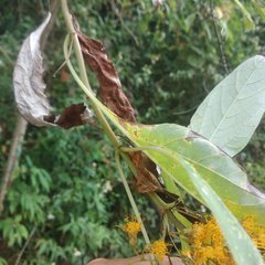 Sinclairia sublobata