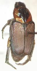 Strigoderma sulcipennis