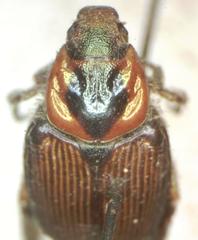Strigoderma sulcipennis